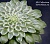 Аэониум "Эмеральд Айс" (Aeonium 'Emerald Ice') - Частная коллекция суккулентов ML Collection