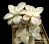 Graptoveria titubans f. variegata (Граптоверия титубанс вариегатная) - Частная коллекция суккулентов ML Collection
