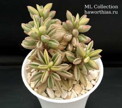 Peperomia f. variegata - Частная коллекция суккулентов ML Collection
