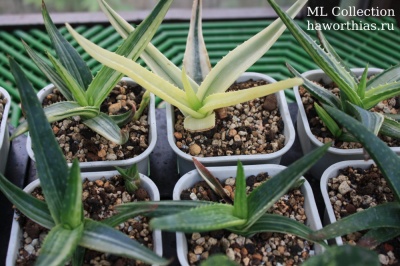 Aloe Hybrid "Tiger Taffy" - Частная коллекция суккулентов ML Collection