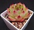 Echeveria agavoides 'Moon Stone' (Эхеверия агавоидес "Мун Стоун") - Частная коллекция суккулентов ML Collection