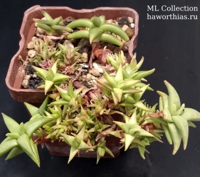 Crassula congesta ssp. laticephala - Частная коллекция суккулентов ML Collection