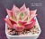 Echeveria 'Rose of Treachery' (Эхеверия "Роуз Трачери") - Частная коллекция суккулентов ML Collection