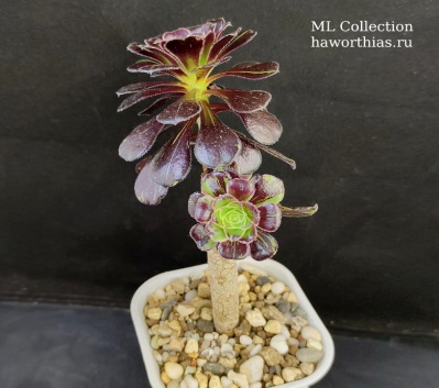 Aeonium 'Big Bang' f.variegata - Частная коллекция суккулентов ML Collection