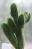 Крассула пирамидалис (Crassula pyramidalis) - Частная коллекция суккулентов ML Collection