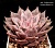 Echeveria affinis 'Silver Queen' (Эхеверия аффинис 'Сильвер Квин') - Частная коллекция суккулентов ML Collection