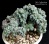 Echeveria glauca pumila f.cristata  (Эхеверия кристатная форма) - Частная коллекция суккулентов ML Collection