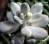 Pachyphytum oviferum variegata  - Частная коллекция суккулентов ML Collection