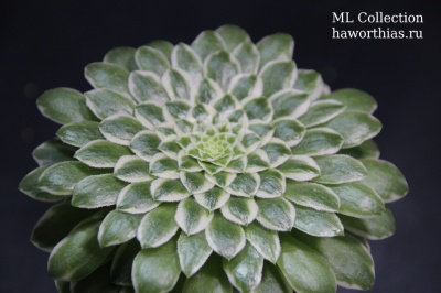 Аэониум "Эмеральд Айс" (Aeonium 'Emerald Ice') - Частная коллекция суккулентов ML Collection