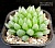 Haworthia obtusa 'Yamada Black' - Частная коллекция суккулентов ML Collection