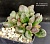 Adromischus 'Borhansplect' - Частная коллекция суккулентов ML Collection