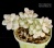 Graptopetalum 'Ellen' f. variegata (Граптопеталум 'Элен' вариегатный) - Частная коллекция суккулентов ML Collection