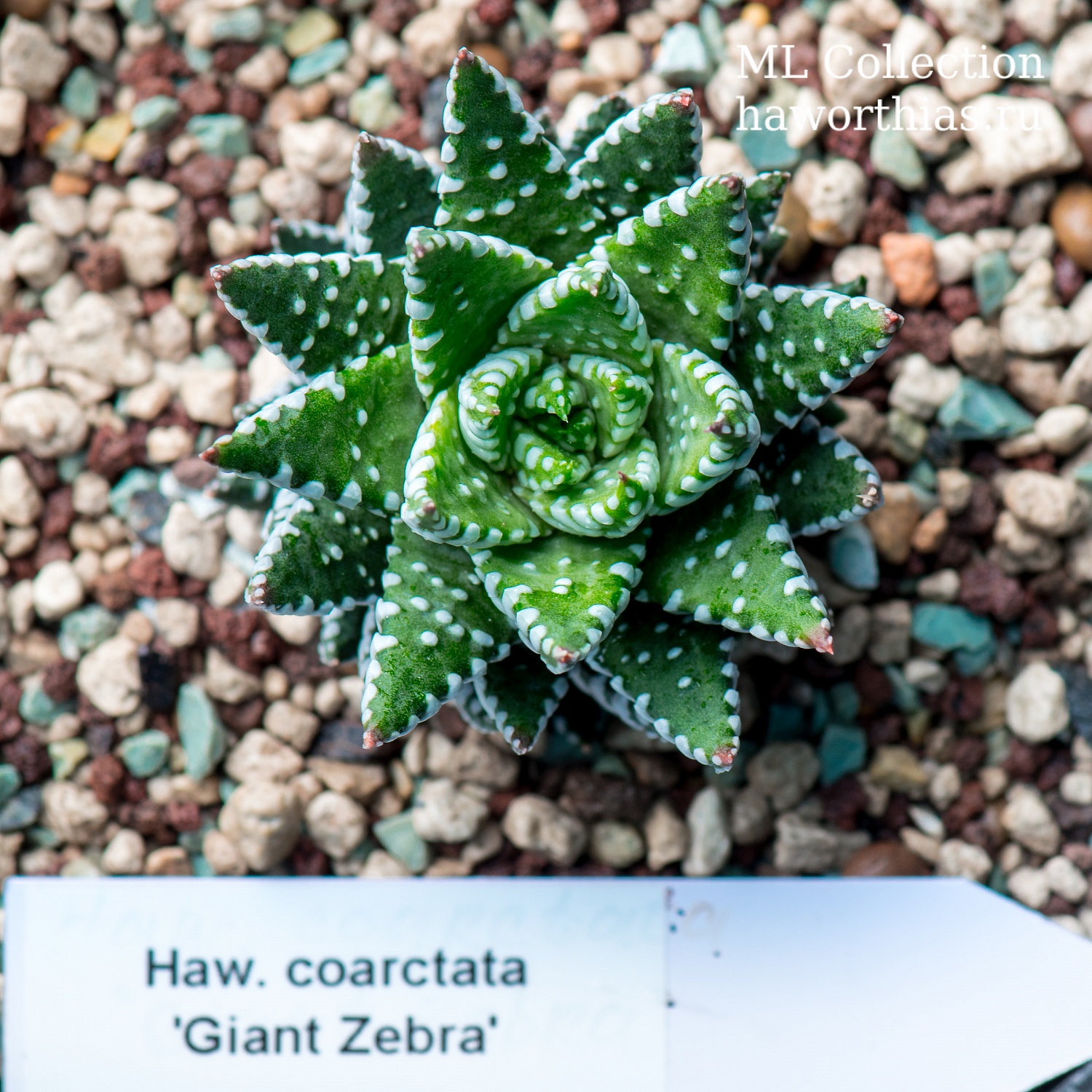 Haworthia limifolia, attenuata, coarctata, fasciata - Частная коллекция суккулентов ML Collection