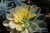 Эониум "Санберст" вариегата (Aeonium 'Sunburst' f.variegata) - Частная коллекция суккулентов ML Collection